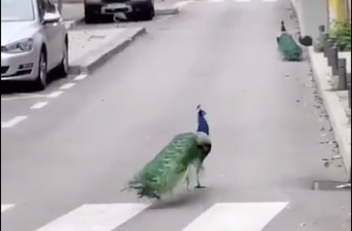 La ley de la selva: Animales se toman las calles de España en medio de la cuarentena