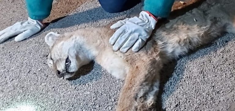 Capturan a puma que deambulaba por condominios en Chicureo: Habría estado buscando de comida
