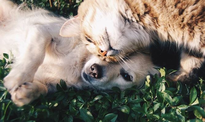 Colegio de Veterinarios cuestiona estudio de mascotas y coronavirus: 