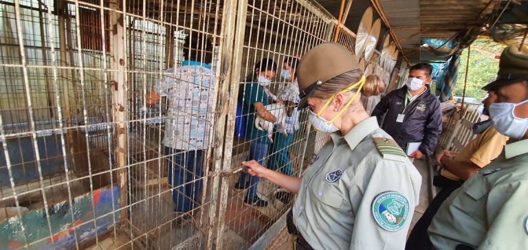 Detienen a dueño de criadero ilegal que mantenía cerca de 50 perros en cautiverio en Peñaflor