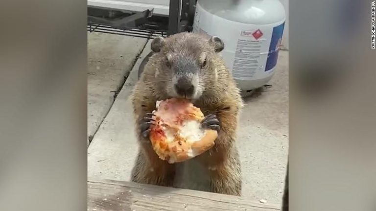 Ni se inmutó: Captan a marmota comiendo pizza mientras dos perros la observan