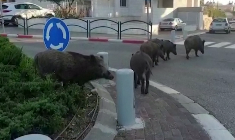 Jabalíes se tomaron las calles de una ciudad en Israel en medio de cuarentena por coronavirus