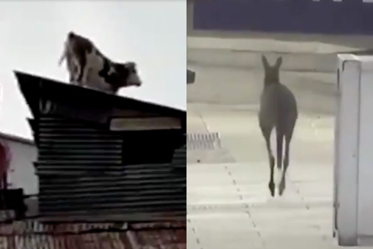 Una vaca sobre un techo y un canguro saltando por la calle: Animales continúan sorprendiendo durante la cuarentena