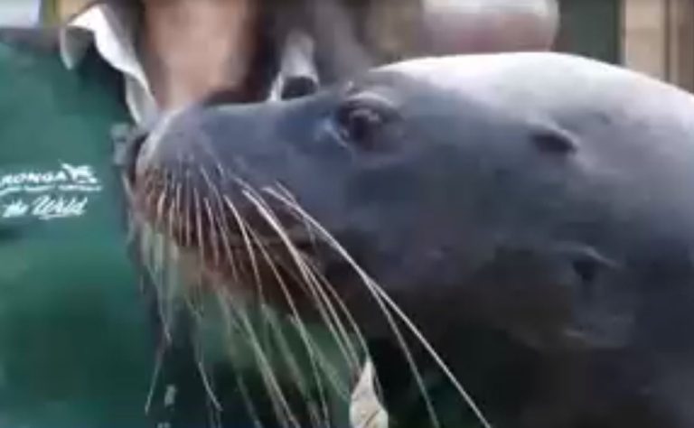 Zoológico permitió que leona marina pueda recorrer el lugar libremente sin público