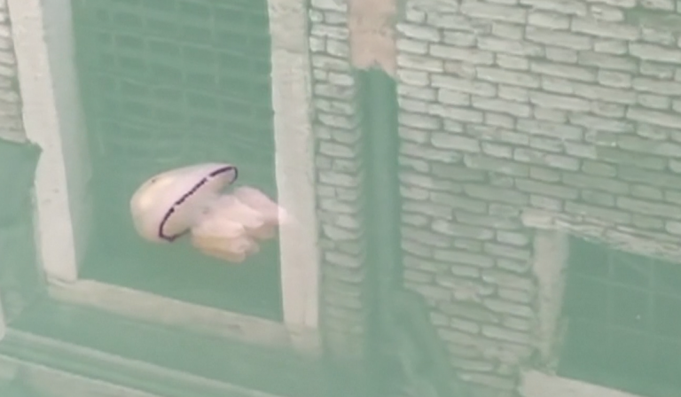 Biólogo italiano captó a una medusa navegando por los canales de Venecia