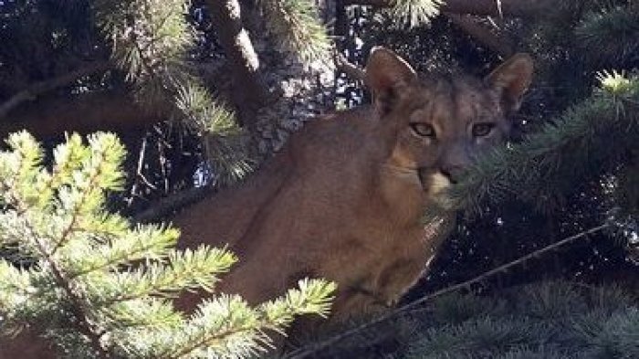 Vecinos piden apoyo al SAG: Nuevamente un puma anda suelto en comuna de Colina