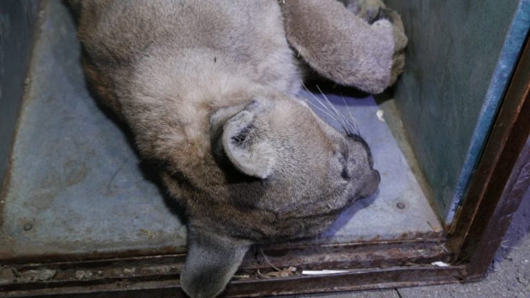 Nuevo caso: Puma fue capturado al interior de una casa en Colina