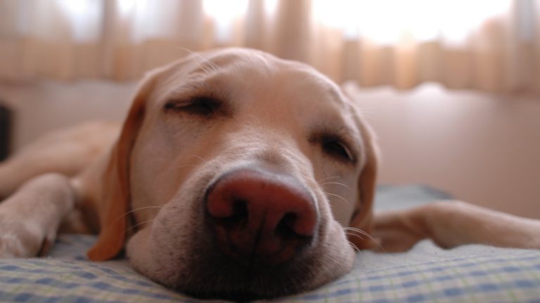 De la granja y el zoo a perros y gatos: COVID-19 y cómo debemos comportarnos los humanos frente a otros animales