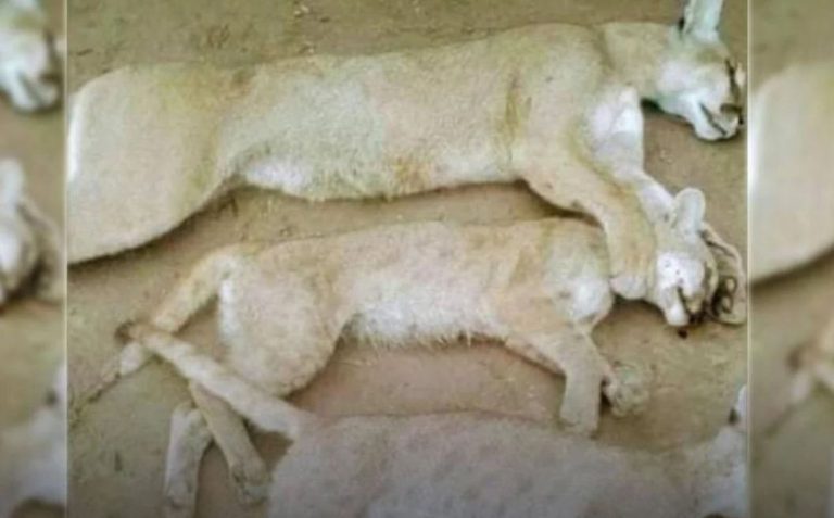 Repudio en redes: Cazador argentino que rompió la cuarentena terminó matando a un puma y sus crías