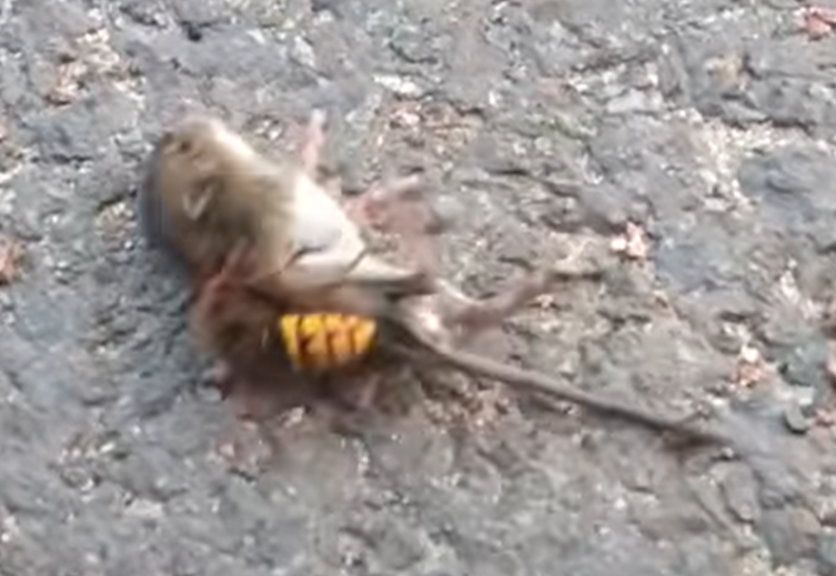 Viralizan video donde el avispón más grande del mundo mata a un ratón