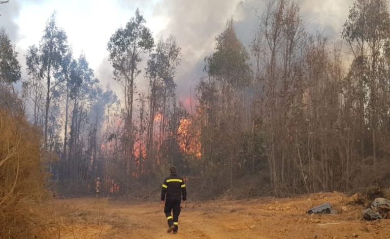 Declaran alerta roja en Valparaíso por incendio forestal en camino La Pólvora