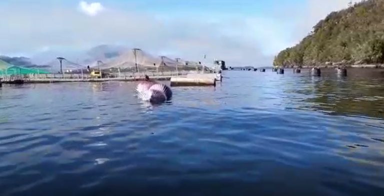 Una ballena apareció muerta en centro de cultivo en Aysén: Sernapesca presentó una denuncia