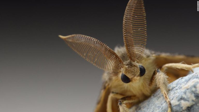 Otro bicho por el que urgirse: EE.UU. enfrenta la amenaza de la polilla gigante (además del avispón gigante)