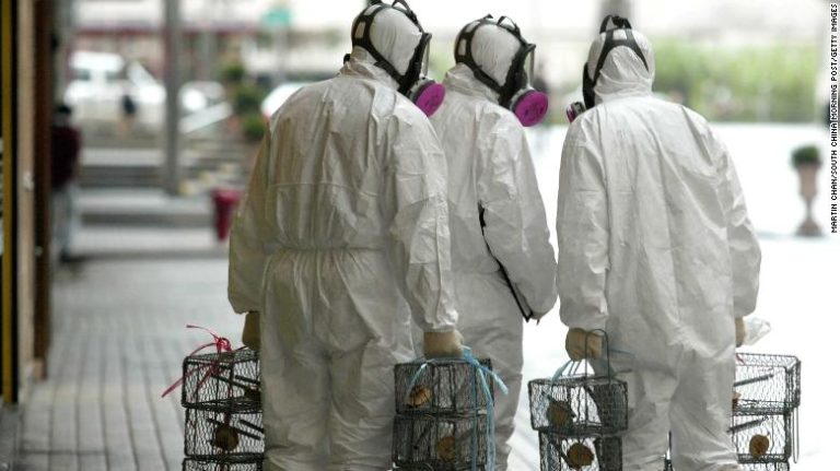 Lo que faltaba: Identifican a personas con hepatitis E de rata y nadie sabe cómo