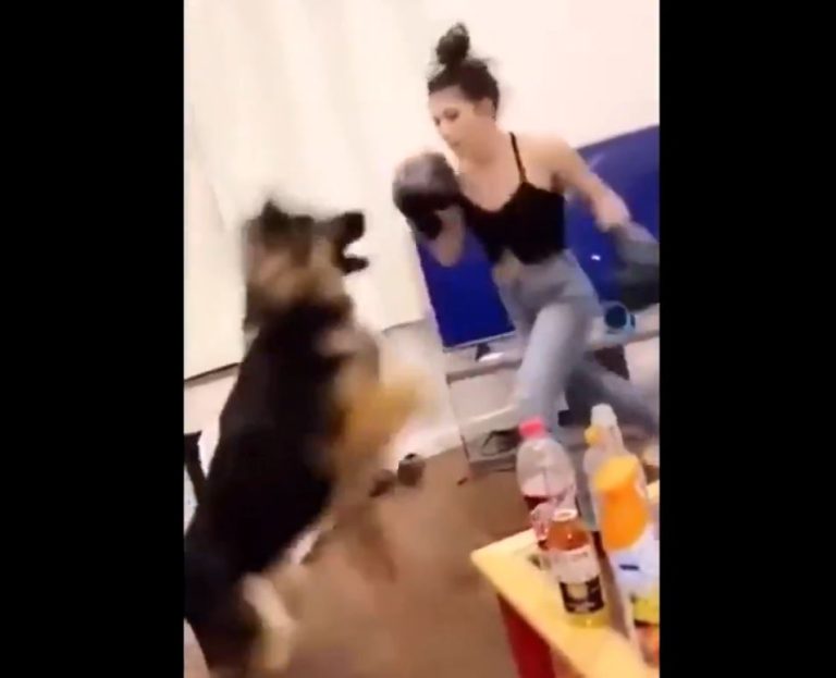 Denuncian a mujer que usó a su perro como saco de boxeo: Arriesgaría duras sanciones