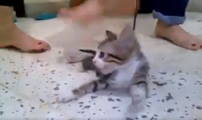 Niñas se grabaron matando a un gatito para cumplir con un reto de Internet