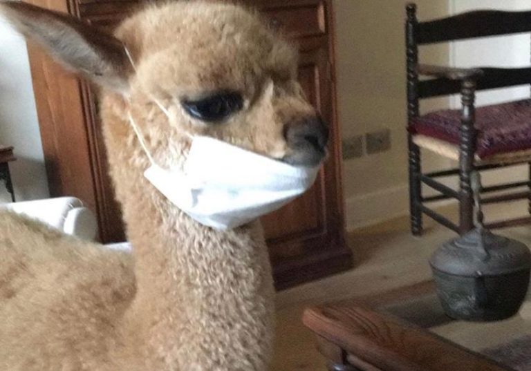 Alfredo Ugarte adoptó una alpaca, le puso Chaleco y ayudó a toda su familia a sobrellevar la cuarentena