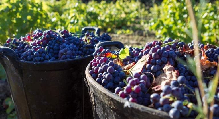 Industria vitivinícola en Chile estima caída de 20% en las exportaciones