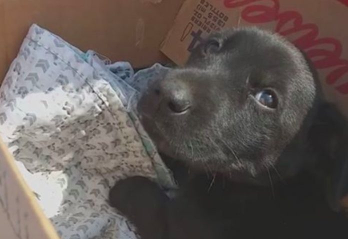 Cachorro habría sido quemado con agua caliente en Antofagasta: Está fuera de riesgo vital