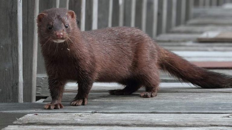 Autoridades de Países Bajos creen que este animal contagió a un humano con COVID-19