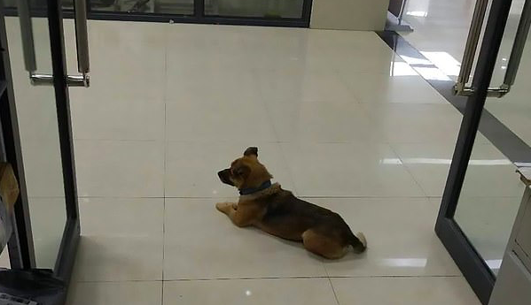 Había muerto por COVID-19: Fiel perrito esperó a su dueño afuera de un hospital de Wuhan por 3 meses
