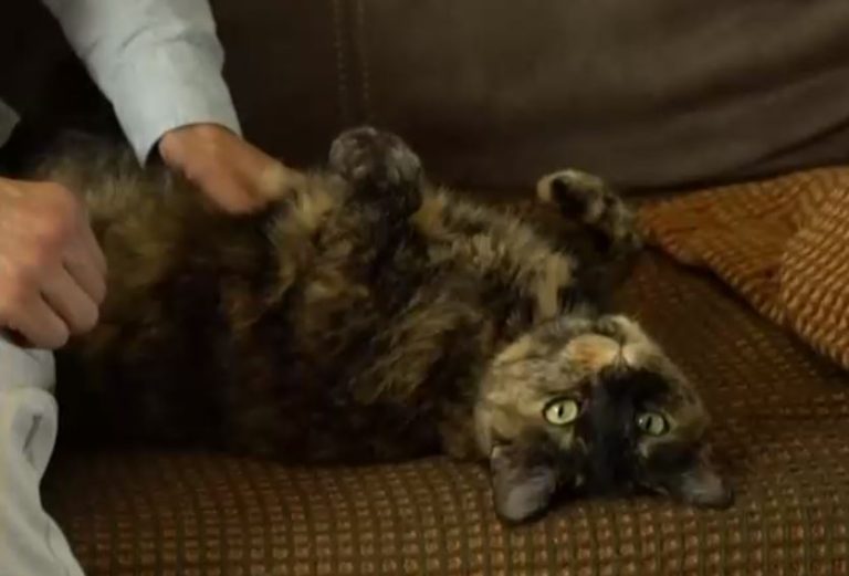 Gata fue contagiada de COVID-19 por su humano, pero fue tratada y ya se recuperó