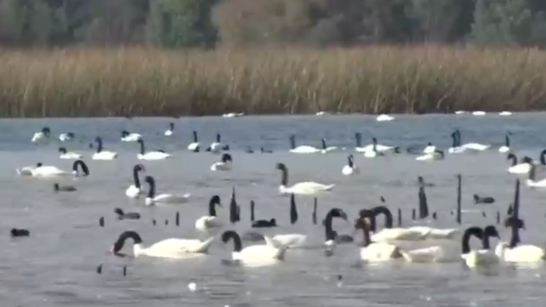 Histórico: Más de 20 mil cisnes de cuello negro retornan al humedal de Valdivia