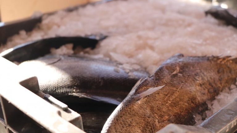 El Bosque y La Pintana reciben más de una tonelada de reineta donada por pescadores de Lebu