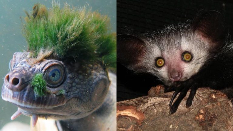 De la tortuga Mary River y Al lémur Aye-Aye: Animales 