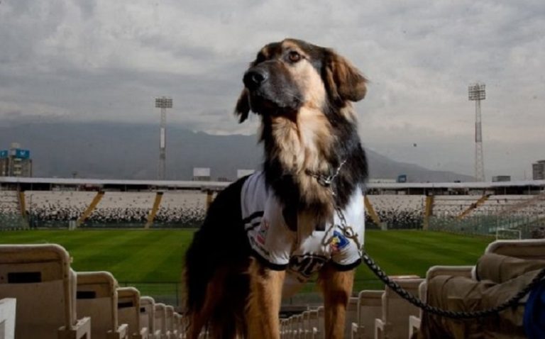 Tristeza en Colo Colo por muerte de “Capitán”, el perro mascota que lideró una campaña de adopción
