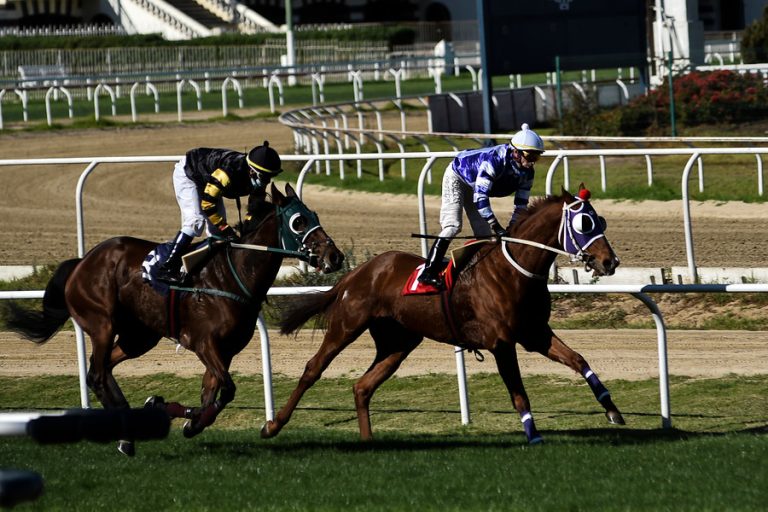 Hípica chilena advierte que podrían empezar a sacrificar caballos si no vuelven las carreras