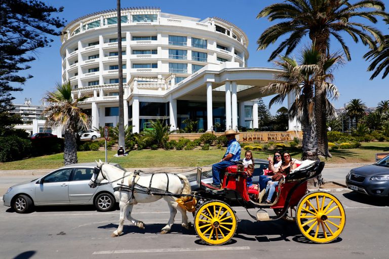 Viña del Mar: Denuncian que caballos de las victorias fueron vendidos para ser faenados en una carnicería