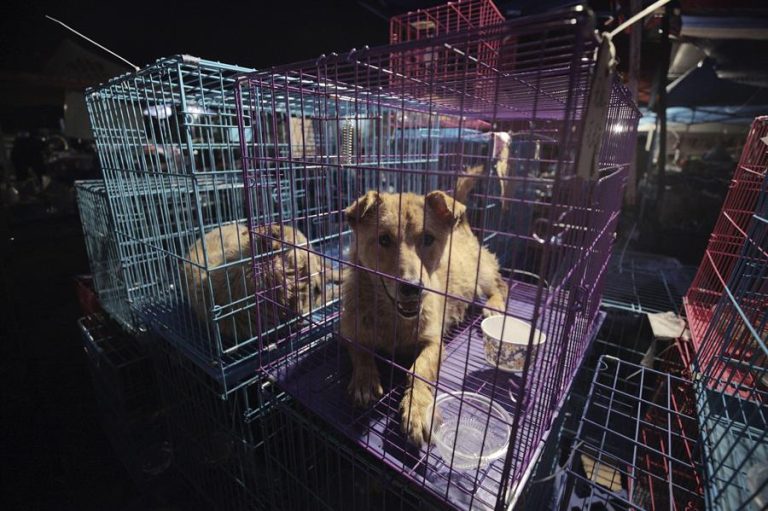 En medio de la pandemia, celebran en China un nuevo festival de carne de perro