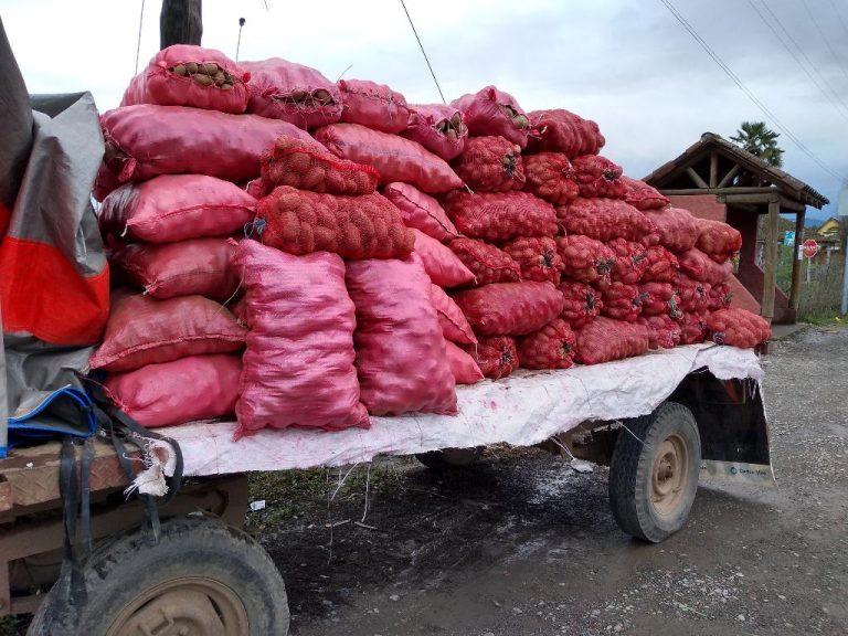 Comunidades mapuche y agricultores donan 8,5 toneladas de papa para ollas comunes