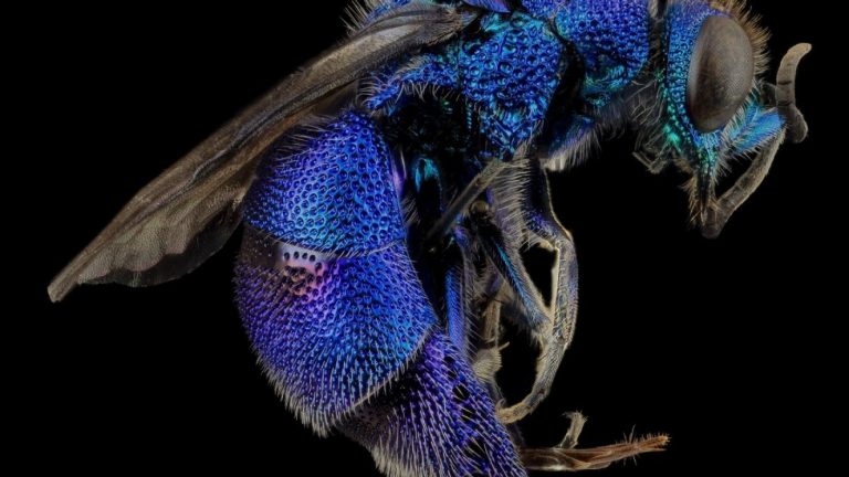 Siguen las sorpresas este 2020: Investigadores encuentran a la extraña abeja azul