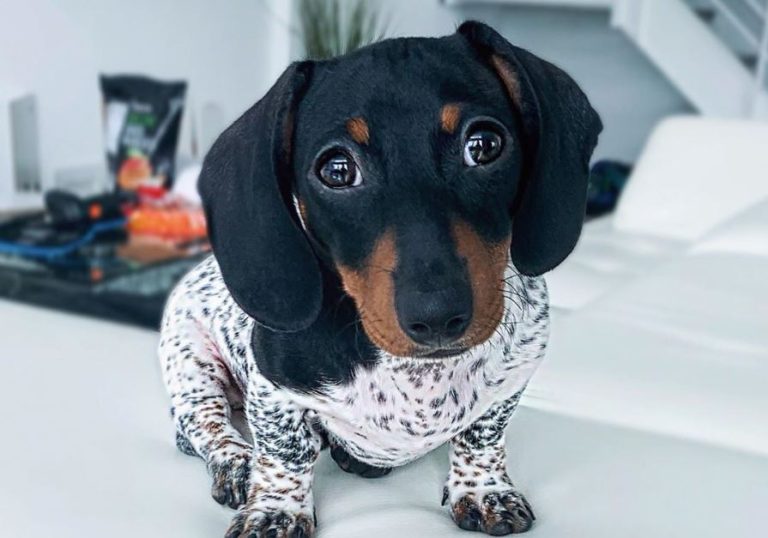 Moo, el perro salchicha que parece vaca y que es furor en Instagram