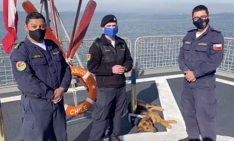 La Armada le da la bienvenida a su nuevo miembro: Canopus, el perro que fue rescatado en el mar