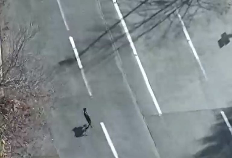 Un puma recorrió calles de Lo Barnechea y se coló en un colegio