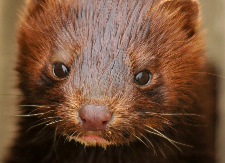 Miles de visones serán sacrificados en Holanda tras contraer coronavirus