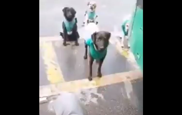 “Estamos en reunión”: Viralizan video de conductores del Transantiago que adoptaron a perros callejeros