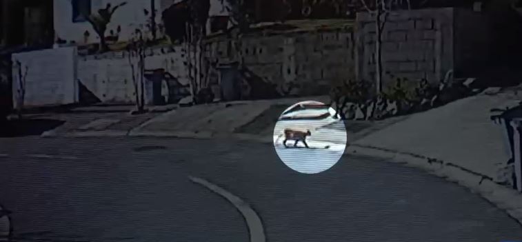 Avistan puma en sector precordillerano de La Florida: Lo buscan con un dron