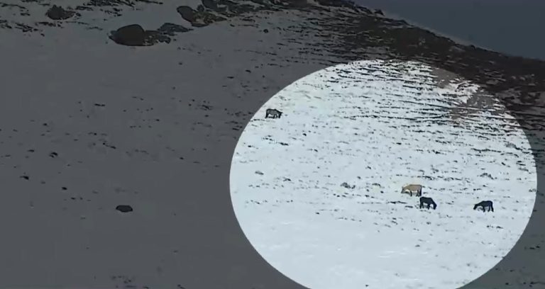 Intentan rescatar animales atrapados en la cordillera tras inesperada nevazón