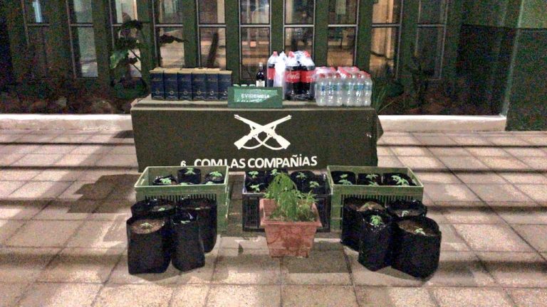 36 detenidos por realizar fiesta clandestina en La Serena: Les incautaron luces y 27 plantas de marihuana