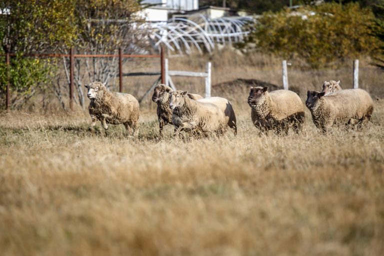 300 ovejas retornaron a Colina luego de pasar 9 meses en Las Condes: 