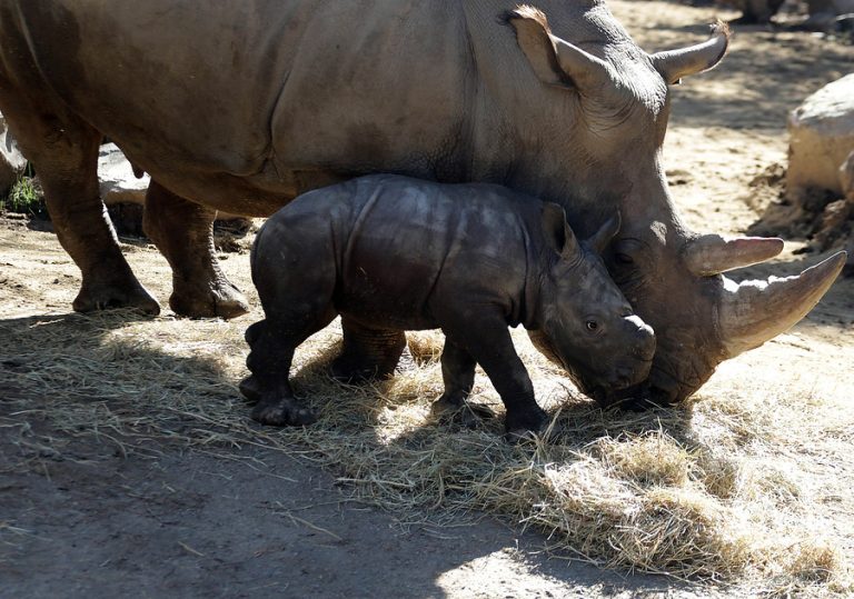 Los primeros pasos de Atanasio, el rinoceronte blanco bebé que nació durante la pandemia en Chile