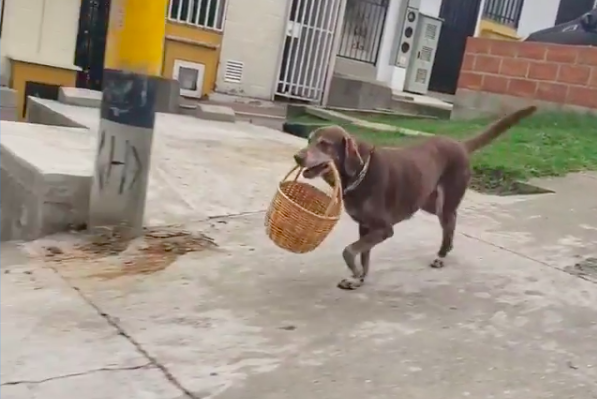 No hay límites: Asaltaron a perrito que hace delivery
