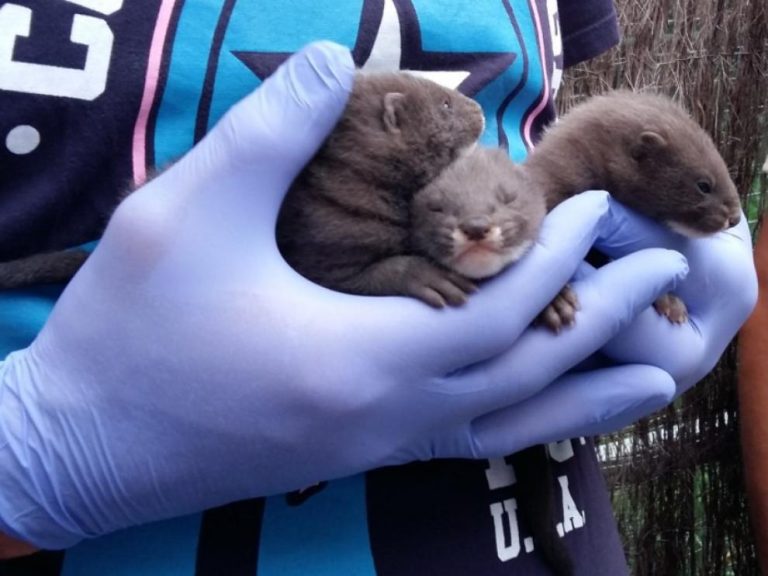 Más de 90 mil visones fueron sacrificados en España para prevenir contagios por coronavirus