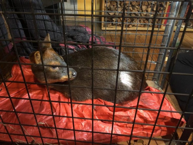 Guardaparques de Conaf y vecinos rescatan a pudú que fue atacado por perros abandonados