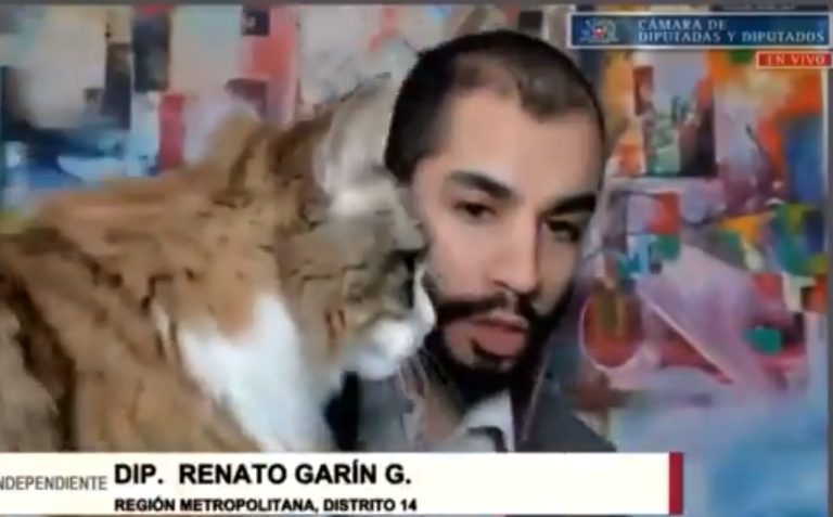 Renato Garín fue interrumpido por su gata en medio de sesión por el retiro del 10% de fondos AFP