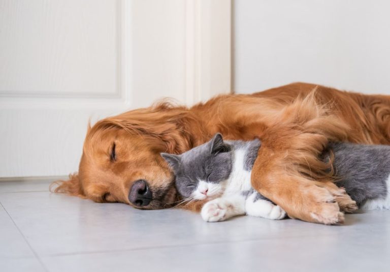 Enfermera que trata pacientes COVID-19 denunció que vecinos mataron a su perro y gato para que se fuera del barrio